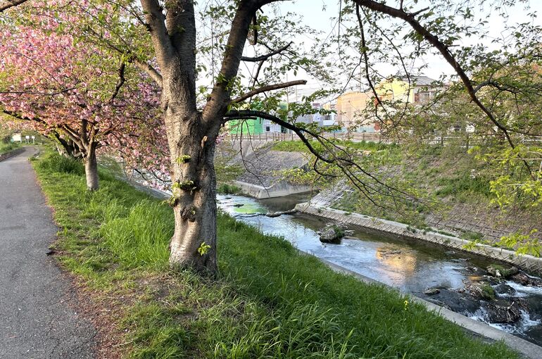 佐保川ボタン桜
