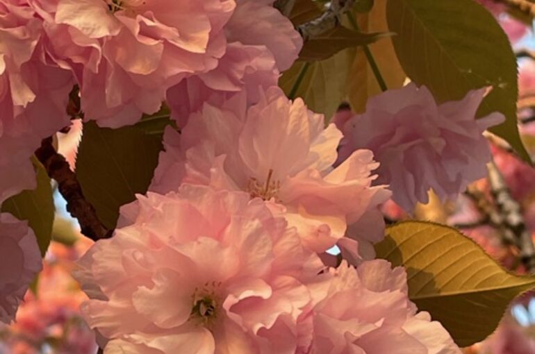 ボタン桜花びら